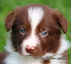 Red and white Male, medium to Rough coat, border collie puppy
